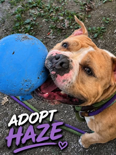 His smile wins hearts but haze is still waiting for someone to choose him His smile wins hearts but haze is still waiting for someone to choose him