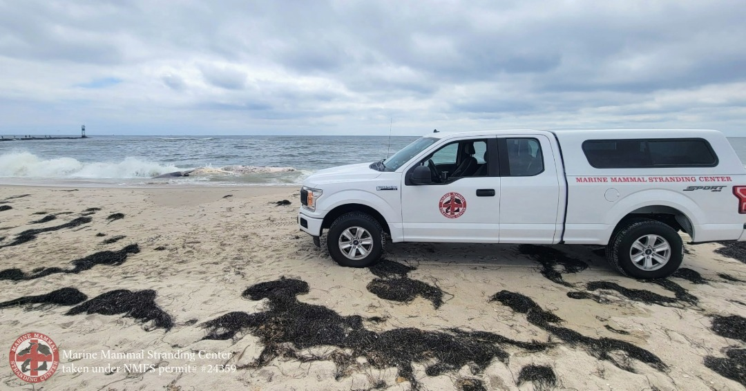 Massive dead whale washes into jersey shore surf and begins breaking apart Massive dead whale washes into jersey shore surf and begins breaking apart
