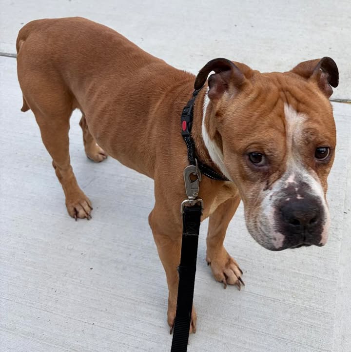 Lost dog found on eggers street in east brunswick, police seek owner