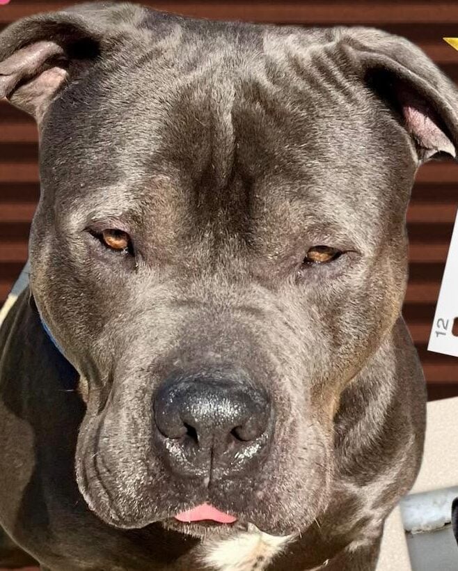 Meet munson the lovebug ready to become someone’s most devoted best friend