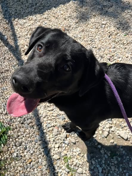 Murphy still searching for a foster despite wave of inquiries