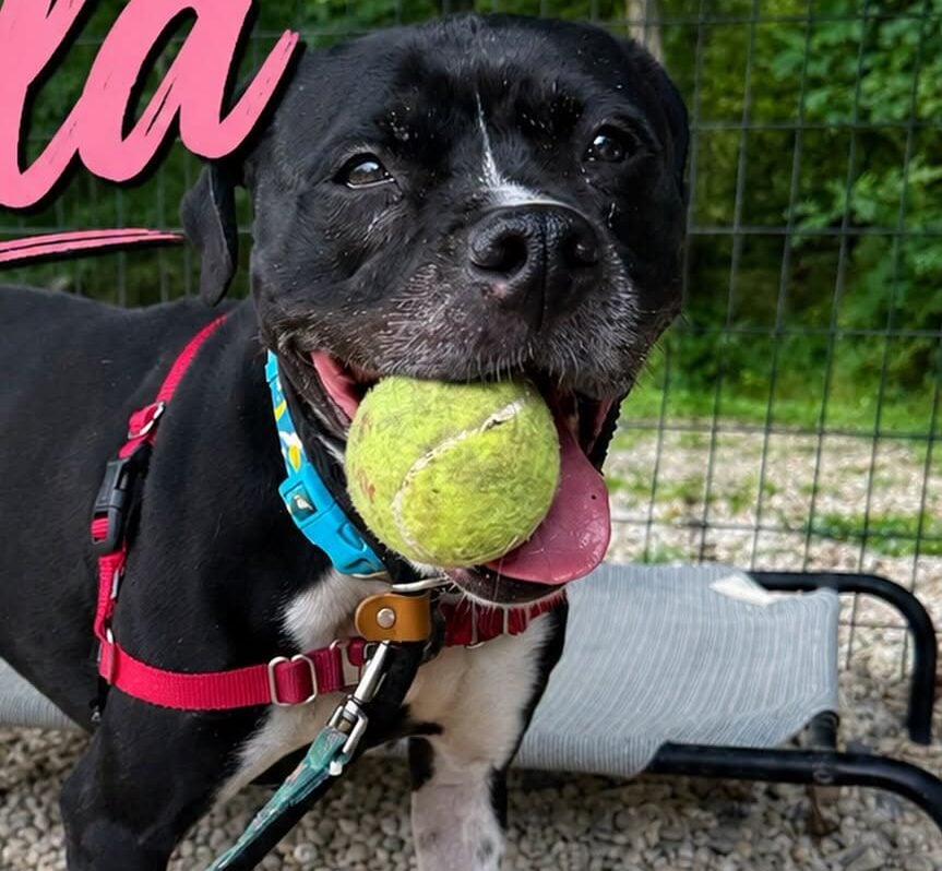 Belly rubs tennis balls and a home that's all nala wants