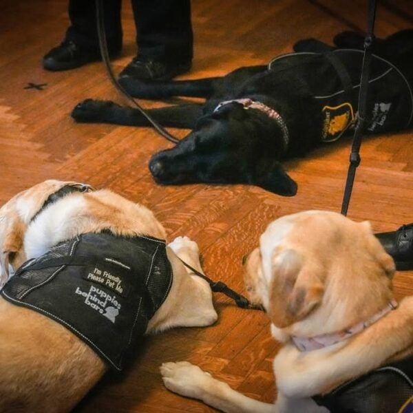 Yonkers police department welcomes first facility k9s to support crime victims and officer wellness Yonkers police department welcomes first facility k9s to support crime victims and officer wellness