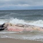 Massive dead whale washes into jersey shore surf and begins breaking apart