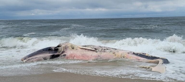 Massive dead whale washes into Jersey Shore surf and begins breaking apart