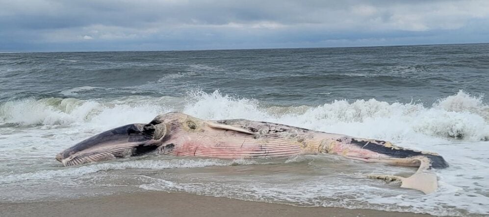 Massive dead whale washes into jersey shore surf and begins breaking apart