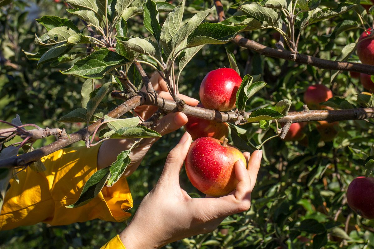 Apple picking at Apple Tree Orchard