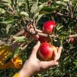 Duffield’s farm brings food trucks, apple picking to sewell this saturday