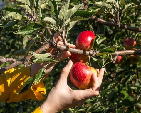 Apple picking at Apple Tree Orchard