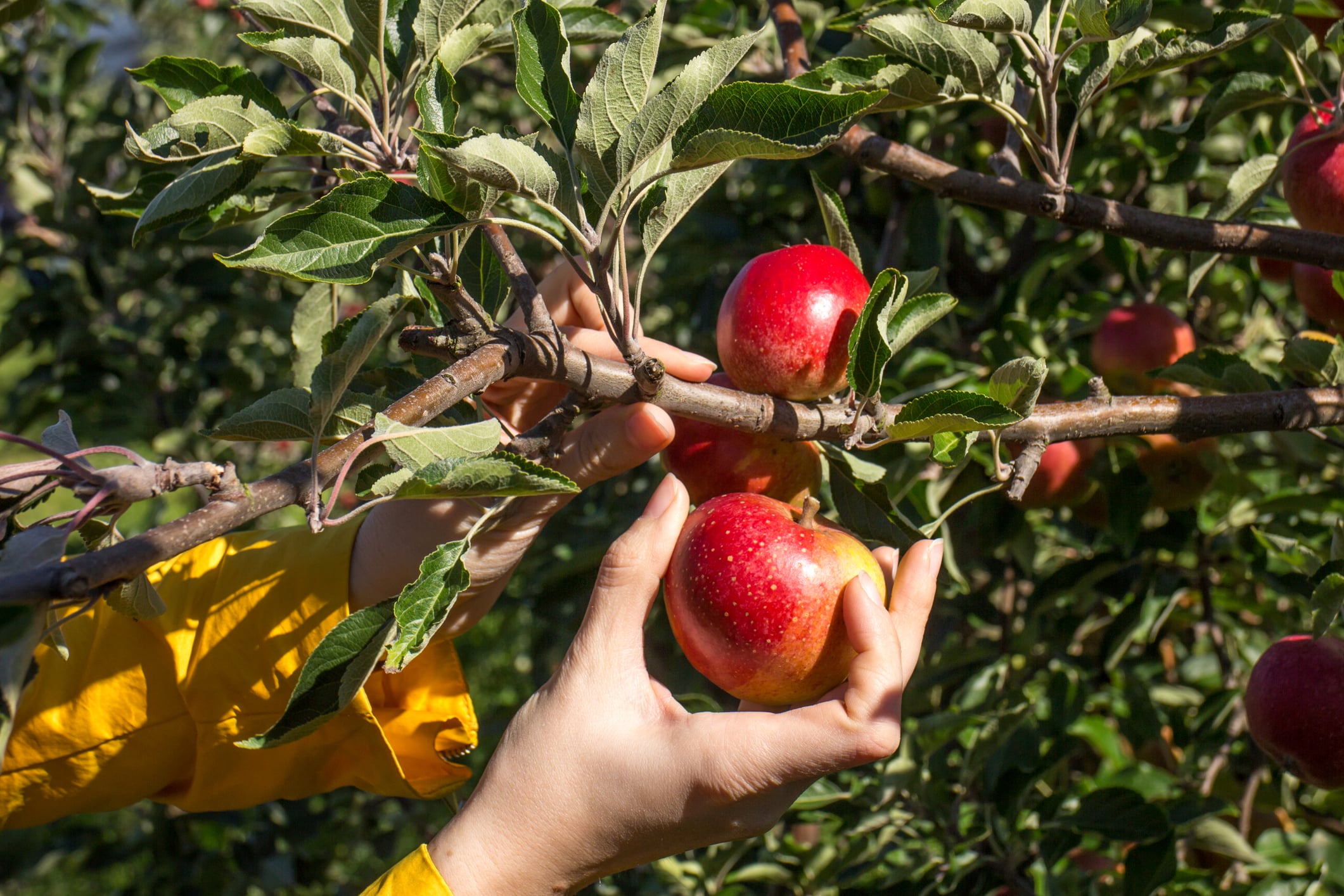 Apple picking at apple tree orchard