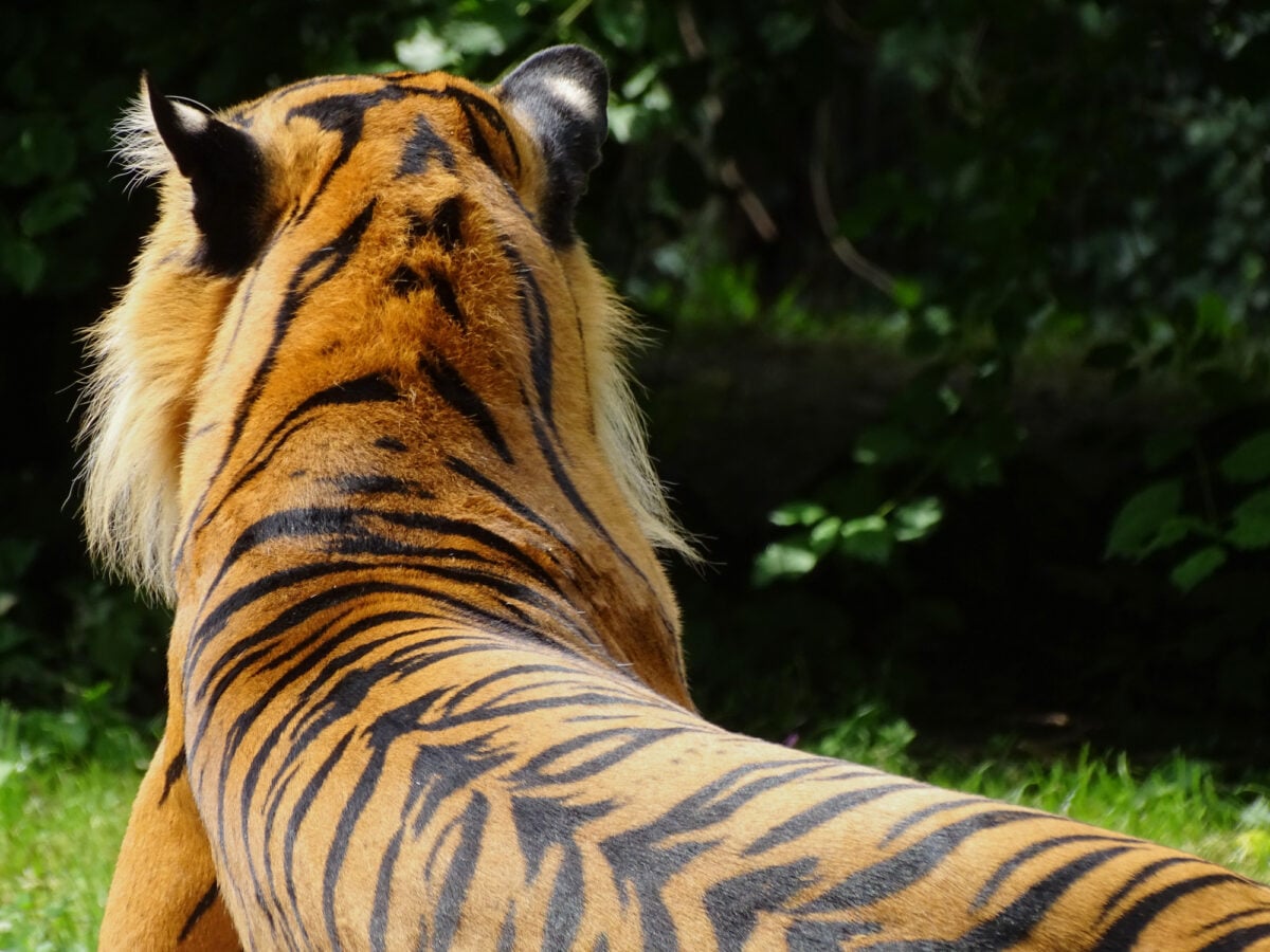 Bengal Tiger. Photo by Monare Inwald