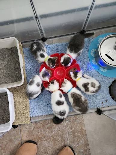 Ocean county eyes countywide tnr program as feral cat colonies grow in jackson Ocean county eyes countywide tnr program as feral cat colonies grow in jackson