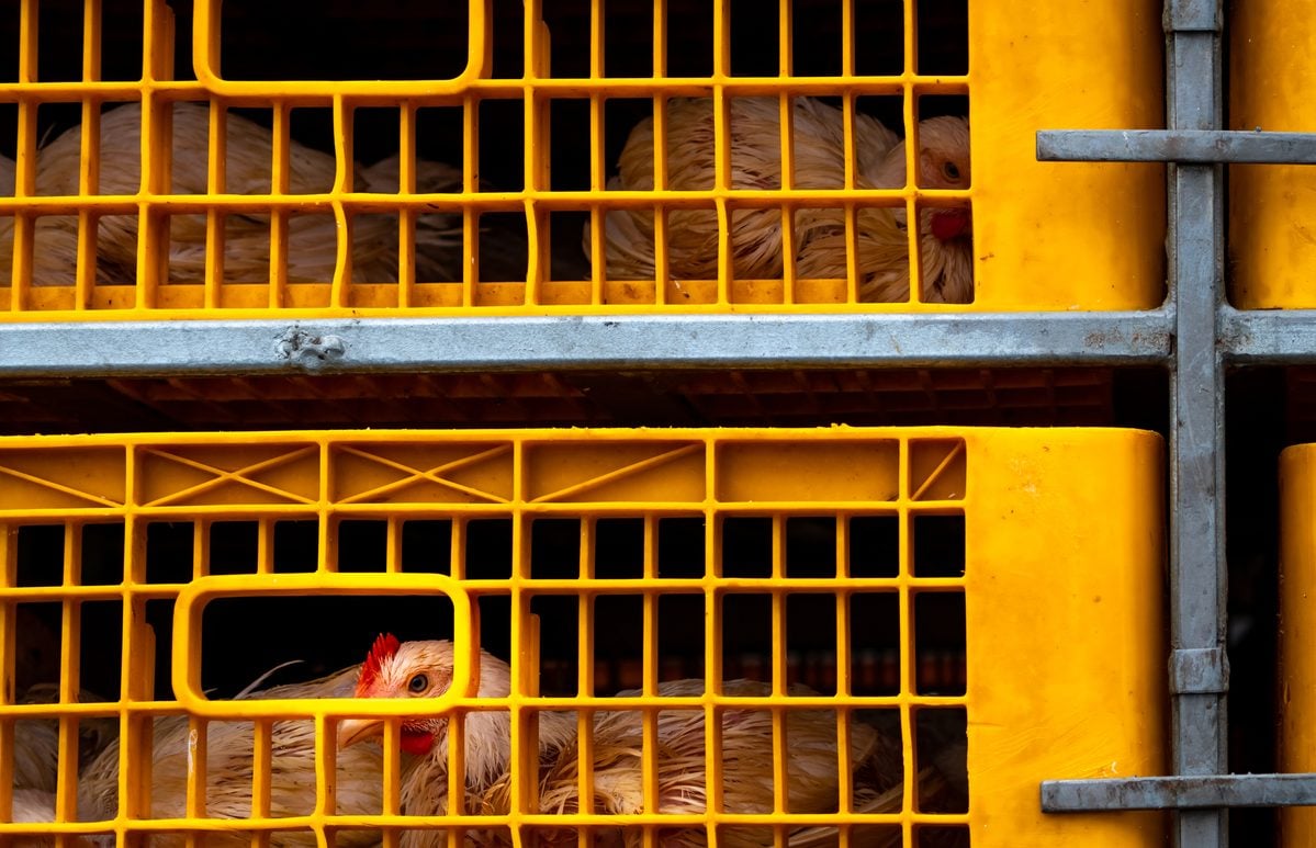 The current image has no alternative text. The file name is: Chicken-Transport.jpg