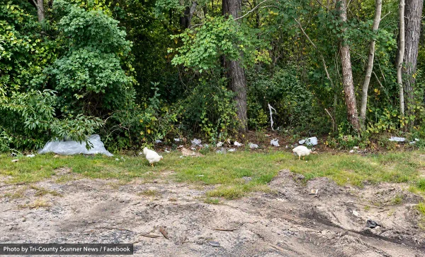 Several chickens found wandering behind a lakewood business after kapparot observances were rescued and are expected to be taken to an animal sanctuary.