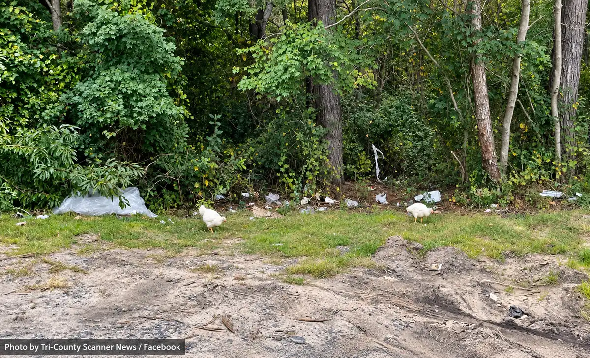 Several chickens found wandering behind a Lakewood business after Kapparot observances were rescued and are expected to be taken to an animal sanctuary.