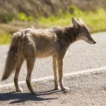 Wildwood coyotes divide neighbors as animals wander streets near back bay