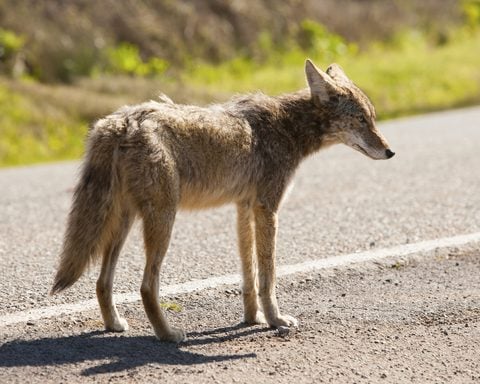 Coyotes roaming Wildwood's back bay are dividing neighbors as development changes the area and officials warn residents that feeding the animals could make matters worse.
