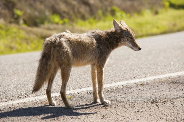 Coyotes roaming Wildwood's back bay are dividing neighbors as development changes the area and officials warn residents that feeding the animals could make matters worse.