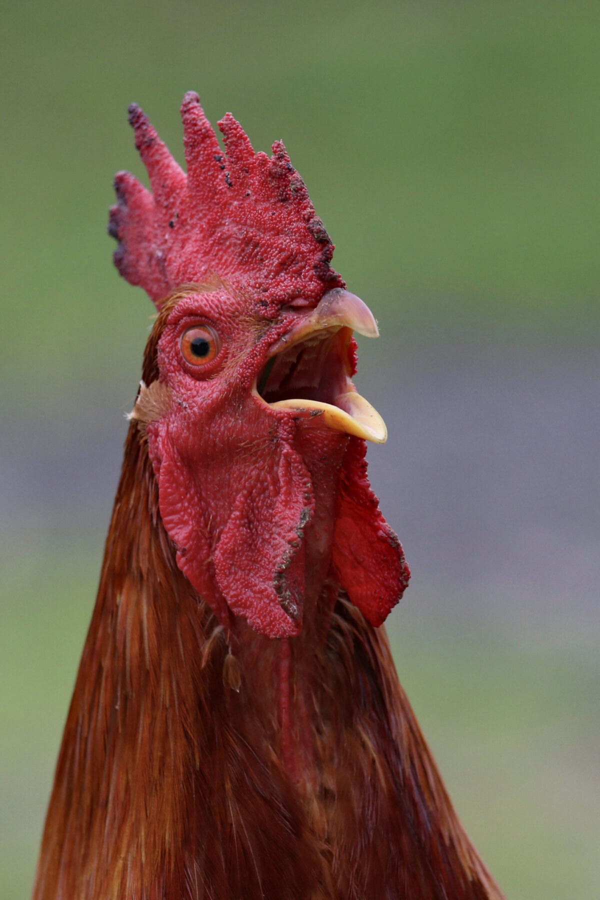 Brick Township is banning new roosters after repeated neighborhood complaints, while existing permitted birds and enclosures will be grandfathered.
