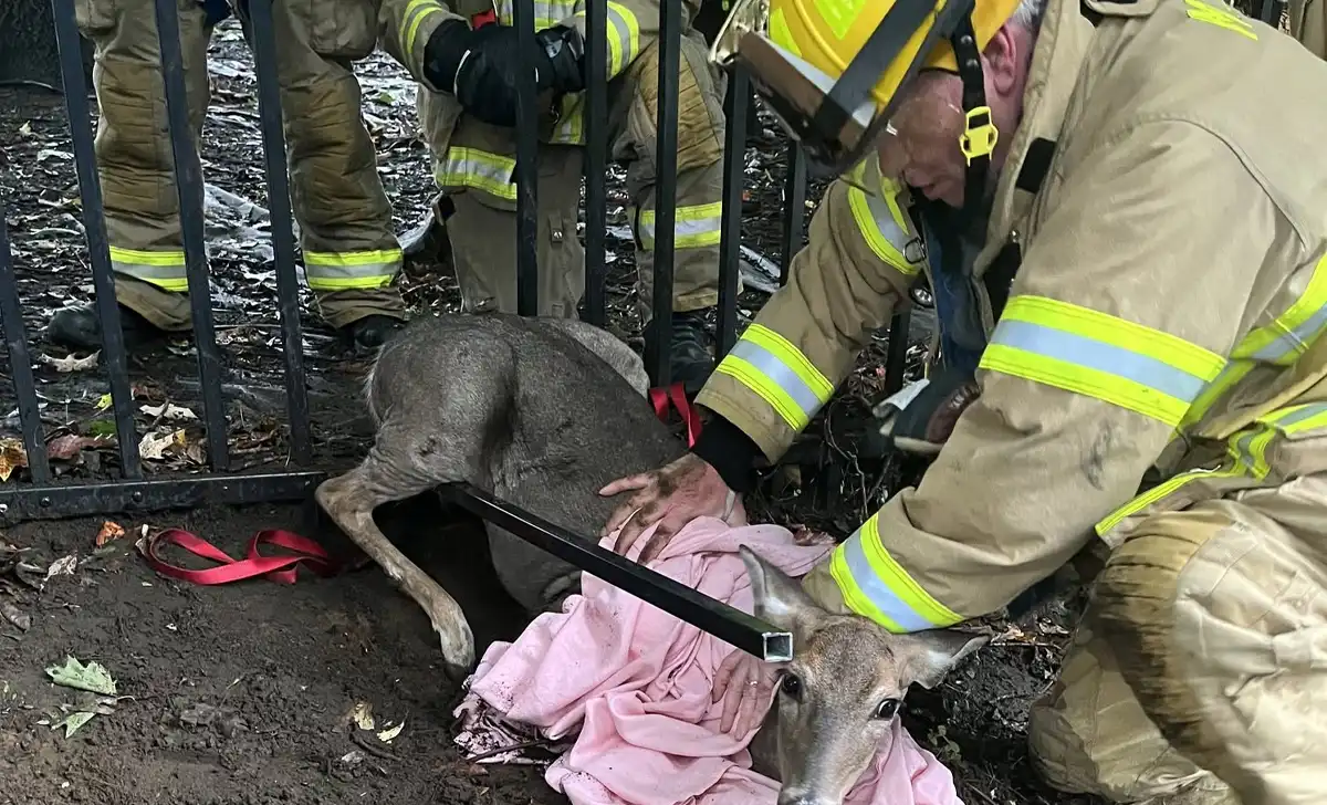 Firefighters rescue doe trapped in fence as nor’easter pounds middletown