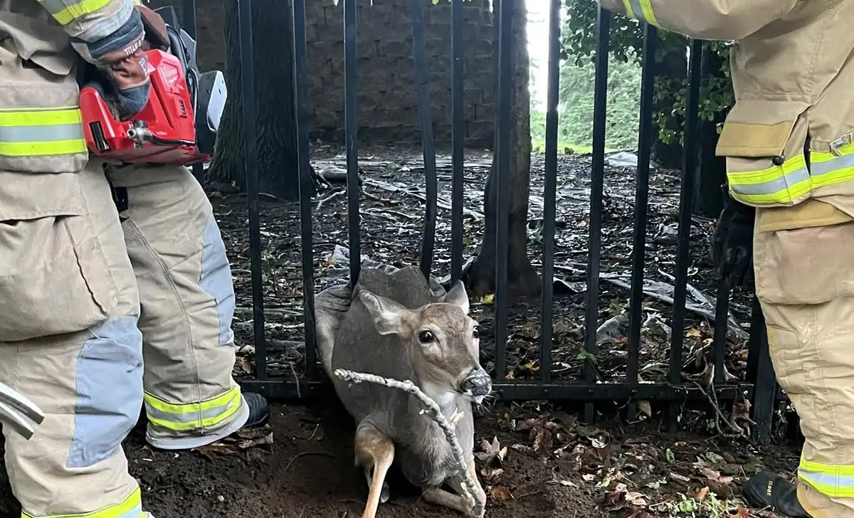 Firefighters rescue doe trapped in fence as nor’easter pounds middletown