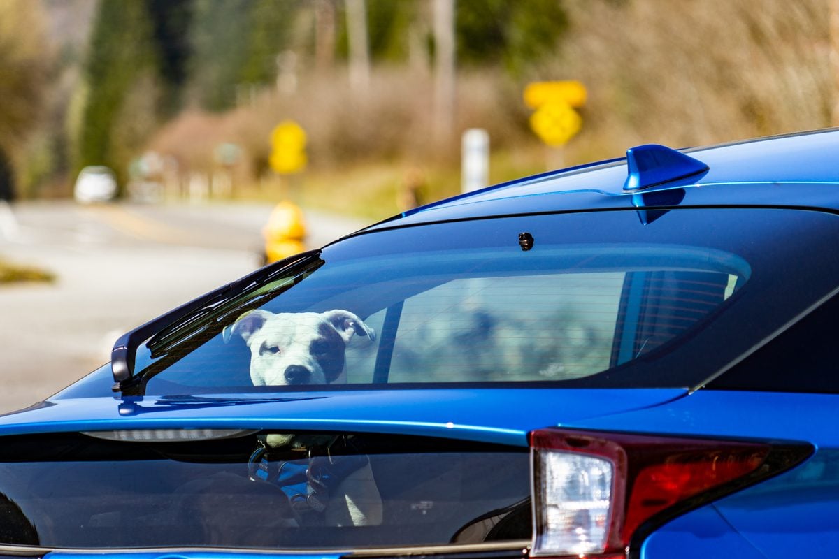 Break a car window to save a pet? New jersey bill would protect rescuers from liability New jersey could give good samaritans legal immunity for breaking into hot or cold vehicles to save pets facing immediate injury or death.