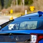 Break a car window to save a pet? New jersey bill would protect rescuers from liability