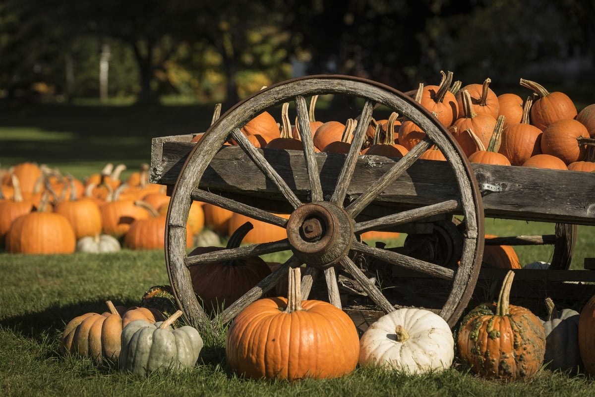 Toms river debuts rockin’ fall fest saturday with free rides, hayrides, pumpkins, food trucks, a beer garden and a live kiss tribute band.