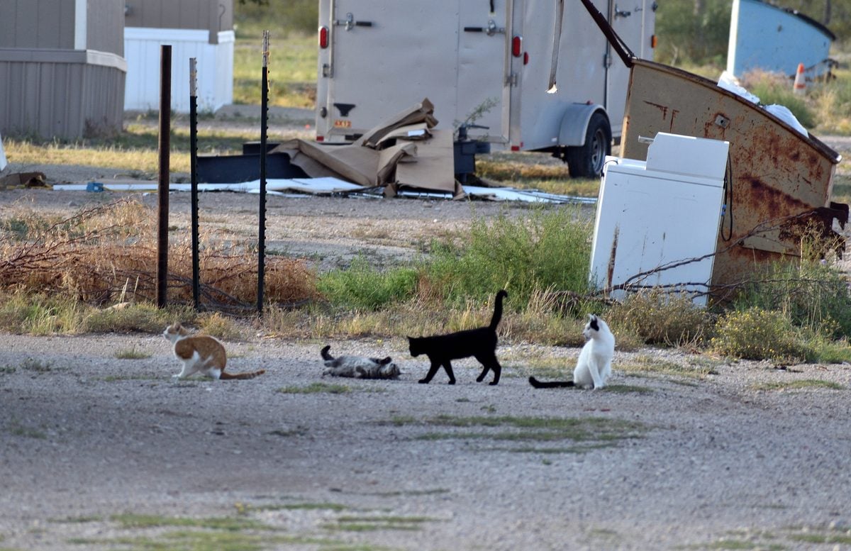 Ocean county eyes countywide tnr program as feral cat colonies grow in jackson Ocean county eyes countywide tnr program as feral cat colonies grow in jackson