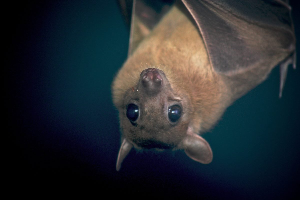 A bat recovered from a yard in the Eloise area of Winter Haven became Polk County’s sixth confirmed animal rabies case of 2026.