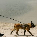 Delaware natural resources police mourn k9 vos after unexpected death