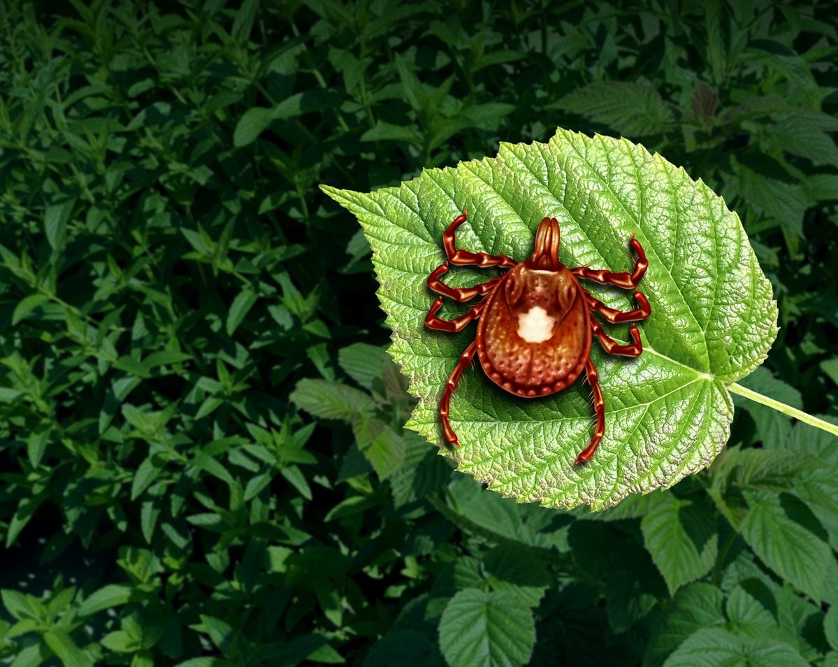 This tick now spreading across new jersey can make you allergic to red meat for life