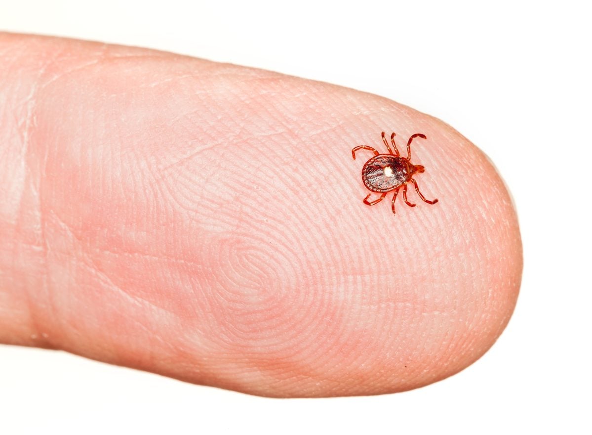 This tick now spreading across new jersey can make you allergic to red meat for life