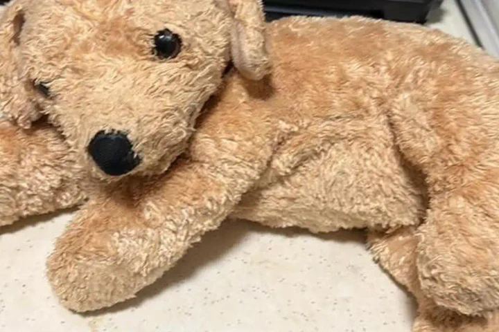 Photo caption: A stuffed dog that helped comfort its owner after the loss of her baby brother went missing during a trip through Cape May and Wildwood.