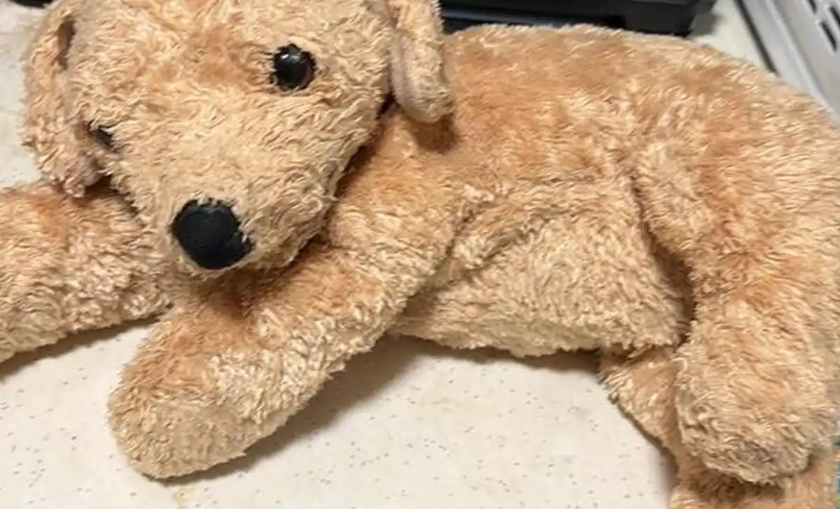 Photo caption: a stuffed dog that helped comfort its owner after the loss of her baby brother went missing during a trip through cape may and wildwood.
