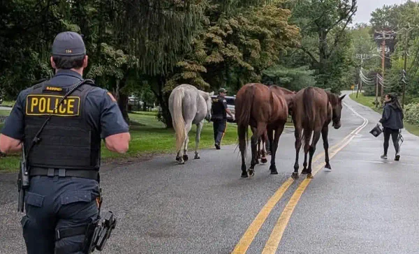 Montville Township police officers and workers from Chestnut Farms help corral four loose horses that wandered through the Morris County community Sunday. Photo courtesy Montville Township Police Department.