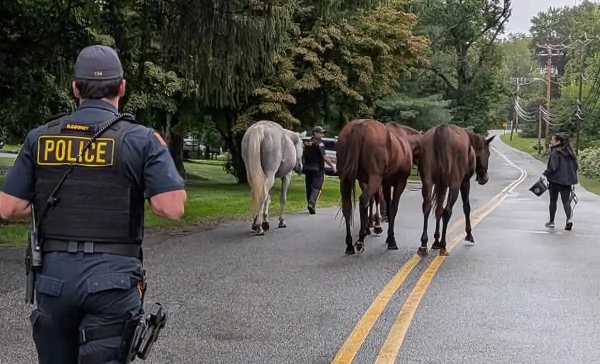 Montville Township police officers and workers from Chestnut Farms help corral four loose horses that wandered through the Morris County community Sunday. Photo courtesy Montville Township Police Department.
