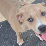 East brunswick police searching for owner of dog found on old stage road