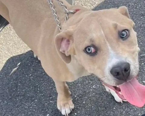 East Brunswick Police are searching for the owner of a dog found on Old Stage Road and are asking anyone who recognizes the pet to contact officers.