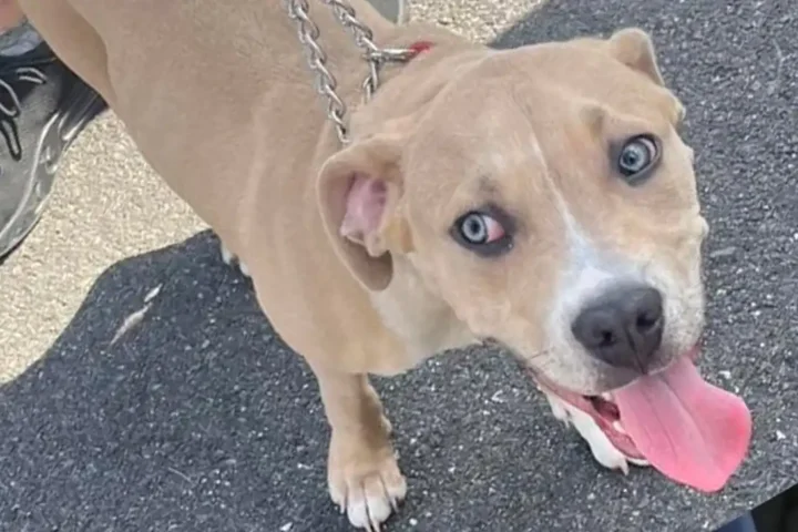 East Brunswick Police are searching for the owner of a dog found on Old Stage Road and are asking anyone who recognizes the pet to contact officers.