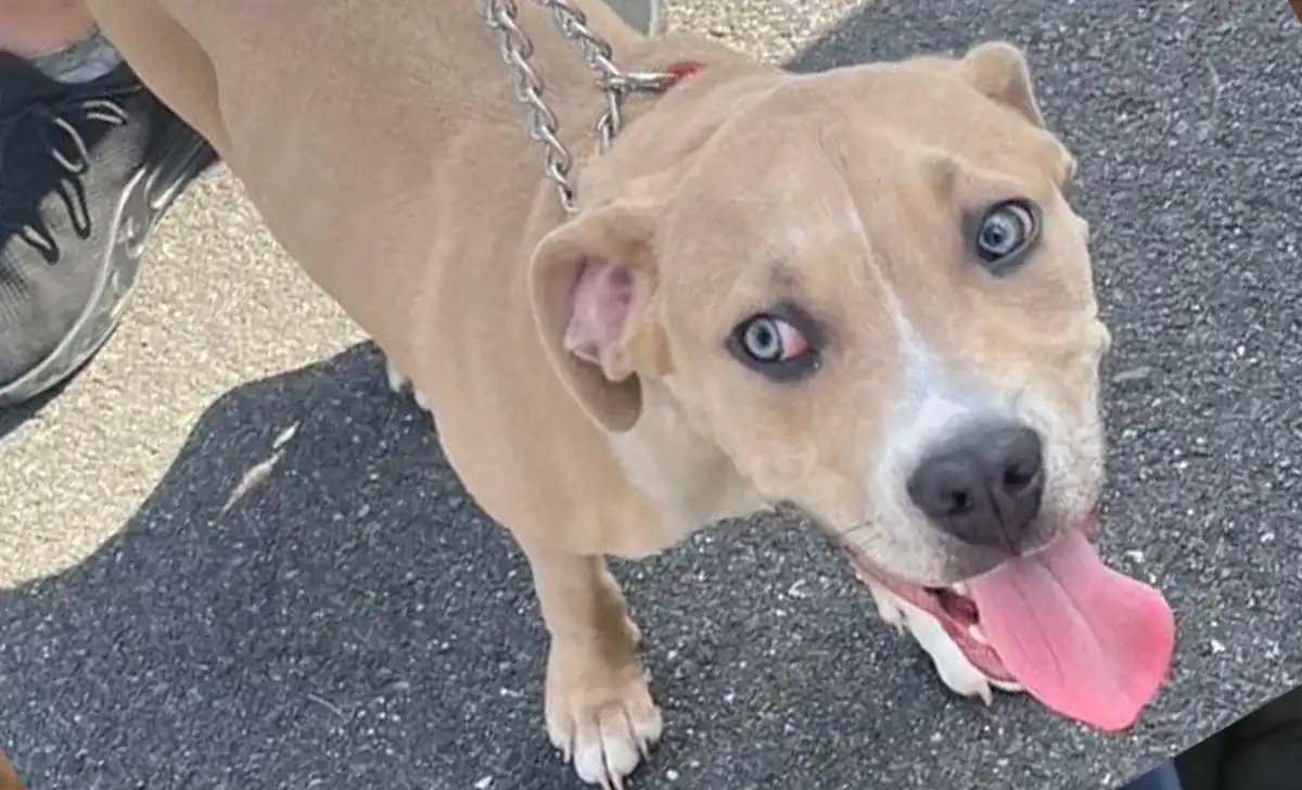East brunswick police are searching for the owner of a dog found on old stage road and are asking anyone who recognizes the pet to contact officers.