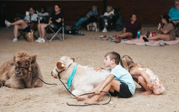 Movie with a cow - Photo by Kaylin Elizabeth / Memories in a Frame