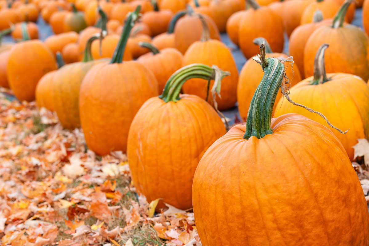 Pumpkins on farm - Photo by Lee Robin