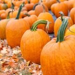 Pumpkins on farm - Photo by Lee Robin