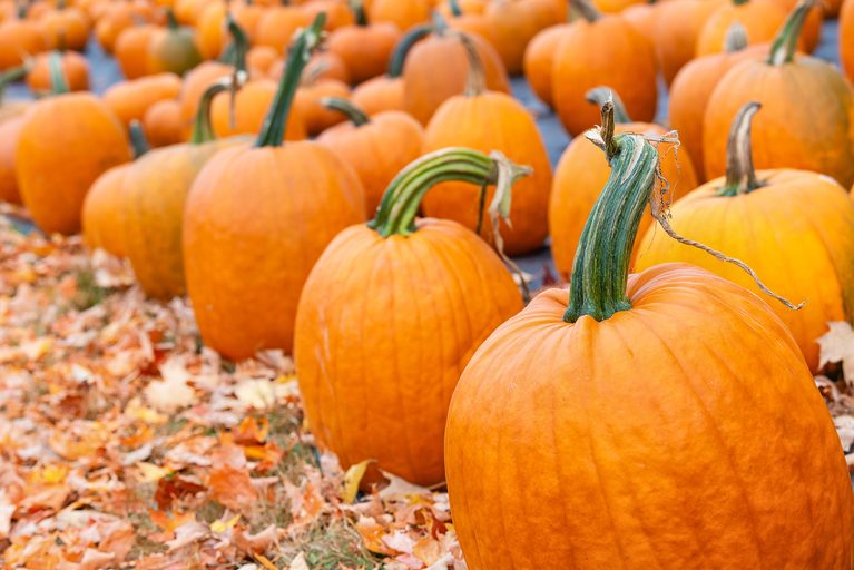 Heaven Hill Farm’s Great Pumpkin Festival Returns to Vernon With 35 Attractions