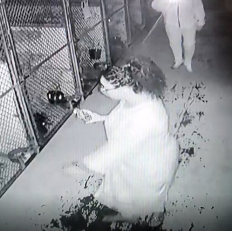 Dog stolen during break-in at allegany county animal shelter Dog stolen during break-in at allegany county animal shelter