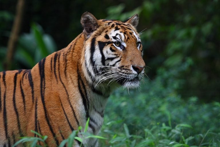 Tiger on the Loose in Jackson? Police Say It’s a Rumor, But it Wouldn’t Have Been the First Time
