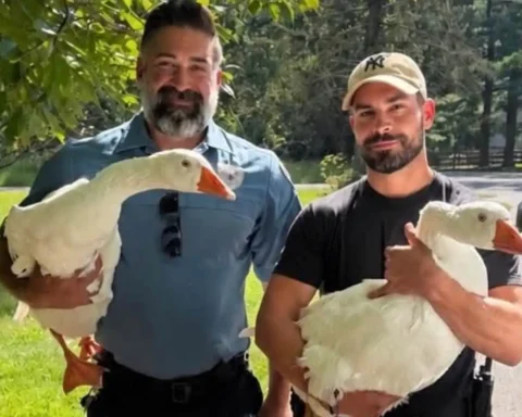 Taco and Churro, two beloved Deal Lake geese, are safely back in Asbury Park after a social media search traced them to a Warren County farm.
