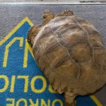 Police win a very slow foot pursuit after tortoise wanders through south jersey town
