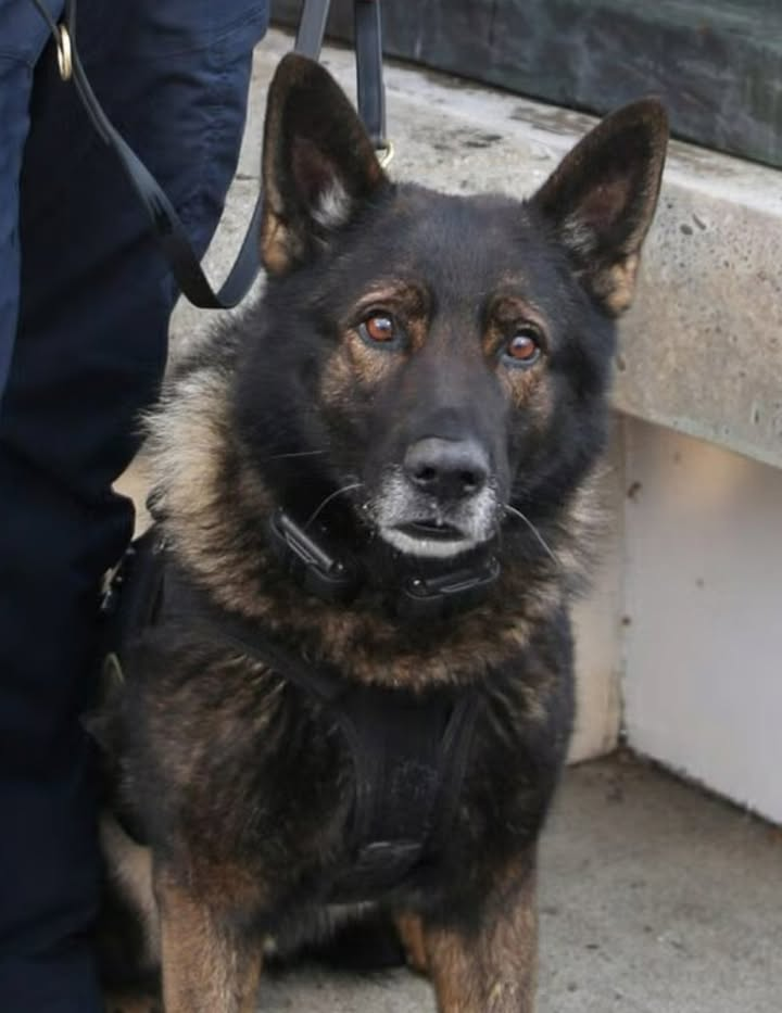 Police k9 dies in shootout on very last shift before retirement Police k9 dies in shootout on very last shift before retirement